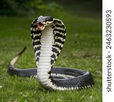 Amazing And Dangerous Cobra Snake 