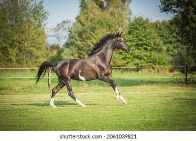 
Amazing Dark Horse Running In The Paddock