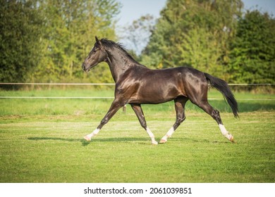 
Amazing Dark Horse Running In The Paddock