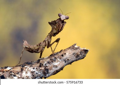 Amazing Dead Leaf Mantis