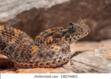 Amazing Death Adder Acanthophis Rugosus