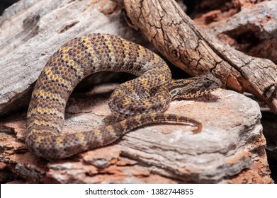 Amazing Death Adder Acanthophis Rugosus