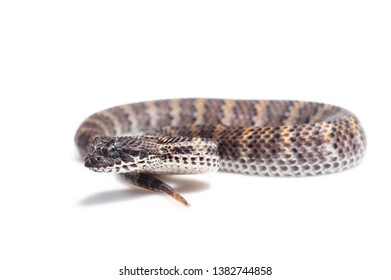 Amazing Death Adder Acanthophis Rugosus