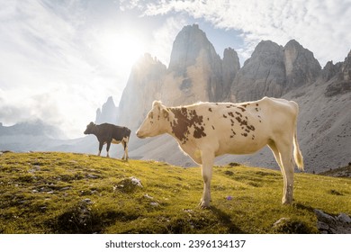 Amazing Dolomites, Tre Cime di Lavaredo and Alpine cows during morning sun