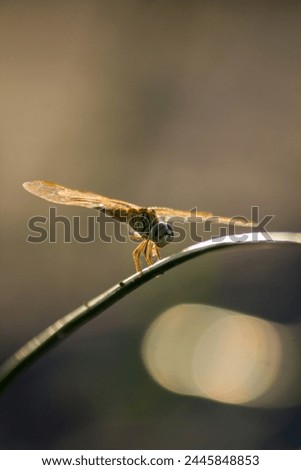 Amazing Dragonfly on green leave 