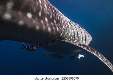 Amazing Encounter With A Whale Shark While Diving In Egypt