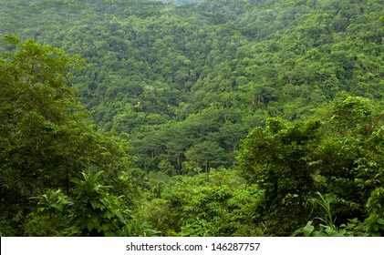 Amazing Endless Expanse Of Lushish Vivid Tropical Jungle, Costa Rica, Latin America