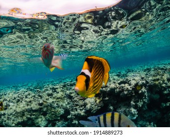 Amazing exotic fishes in coral reef of Red sea