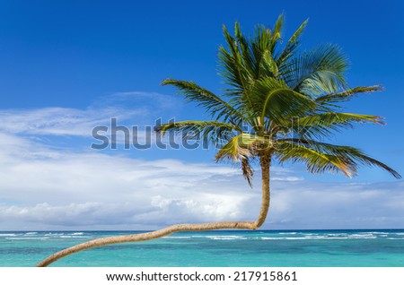 Amazing, exotic palm tree on a background of azure Caribbean Sea and blue sky