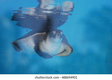 Amazing face of a sea turtle swimming along underwater.