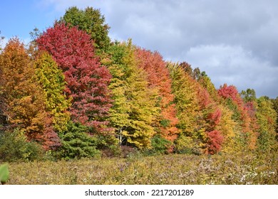 Amazing Fall Foliage In Northeast Ohio