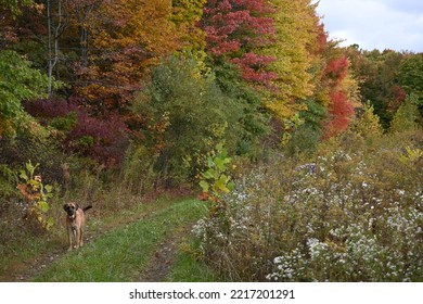 Amazing Fall Foliage In Northeast Ohio