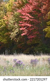 Amazing Fall Foliage In Northeast Ohio