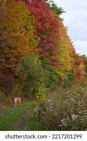 Amazing Fall Foliage In Northeast Ohio