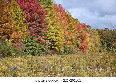 Amazing Fall Foliage In Northeast Ohio