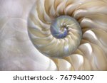 An amazing fibonacci pattern in a nautilus shell