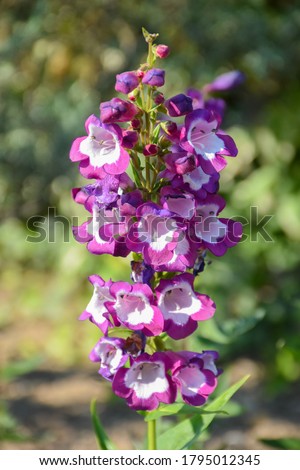 Amazing flowering plant Penstemon ‘Pensham Czar’ (Penstemon,
family: Plantaginaceae) with large purple bell-shaped, foxglove-like blooms flowers and pure white throats