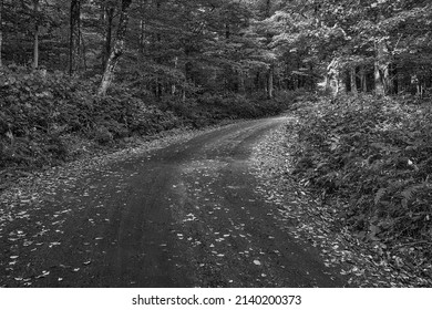 Amazing Foliage Colors. New England Road Through The Forest In Autumn Season.