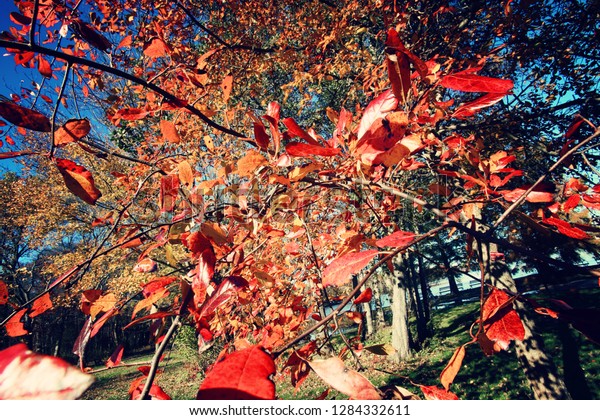 Amazing foliage in New York. Morning sunlight\
spills over the golden foliage.  Long Island is one of the most\
popular destination for scenic drives, bike trails, foliage and\
nature lovers.