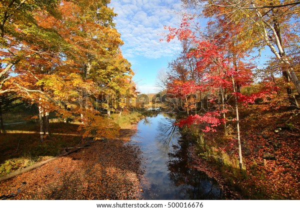 Amazing foliage upstate New York. Morning\
sunlight spills over the golden foliage. Windham NY is one of the\
most popular destination for scenic drives, bike trails, foliage\
and nature lovers.