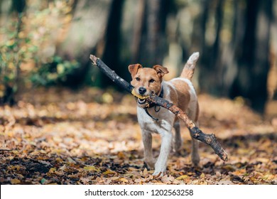 Amazing fox-terrier in an autumn forest. 