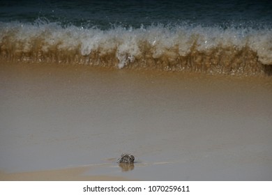 Amazing Freezing Sea Wave Before To Impact A Little Stone On A Beach