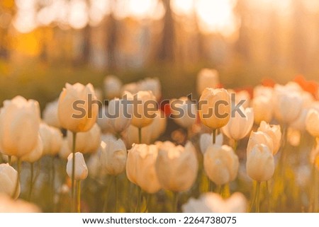 Amazing fresh tulip flowers blooming in tulip field under background of blurry tulip flowers under sunset light. Romantic springtime nature beautiful natural spring scene, texture for design copyspace