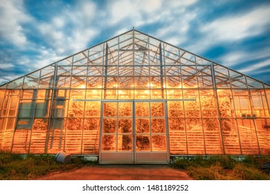 amazing geothermal heated greenhouse for tomatoes shining at dusk on iceland, summer