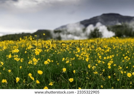 Amazing geyser landscape in Iceland in summertime, Geysir Hot Spring Area in Haukadalur Valley part of the golden circle route, field of Velvet Buttercup yellow flowers, selective focus
