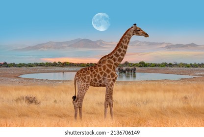 Amazing giraffe walking across the African savannah - Amazing african elephants at sunset - African elephants standing near lake in Etosha National Park, Namibia