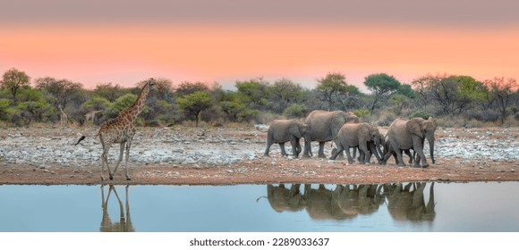 Amazing giraffe walking across the African savannah - Amazing african elephants at sunset - African elephants standing near lake in Etosha National Park, Namibia - Powered by Shutterstock