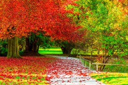 Удивительные золотые осенние цвета в лесной дорожке. Осенняя коллекция