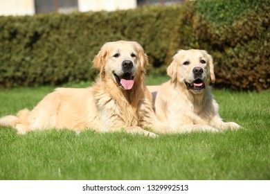 Amazing Golden Retrievers Together In The Garden