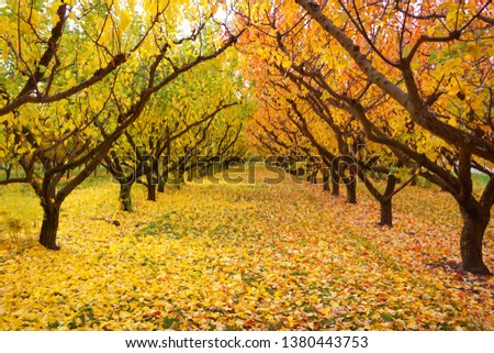 Amazing gorgeous yellow orange apple trees orchard changing color leaves during autumn season falling old leaves on green grass ground symmetry row of tree making breathtaking view in Otago Cromwell