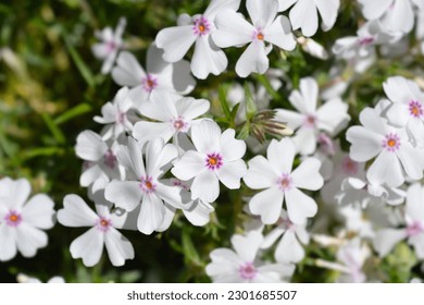 Amazing Grace Creeping Phlox flowers - Latin name - Phlox subulata Amazing Grace