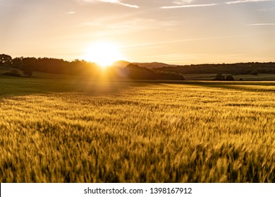 Amazing grass field landscape with spikes at sunset. The light of sunset over the field. Beautiful sky. Nature concept.  - Powered by Shutterstock