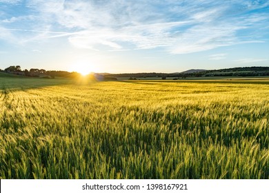 Amazing grass field landscape with spikes at sunset. The light of sunset over the field. Beautiful sky. Nature concept.  - Powered by Shutterstock