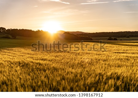 Amazing grass field landscape with spikes at sunset. The light of sunset over the field. Beautiful sky. Nature concept. 