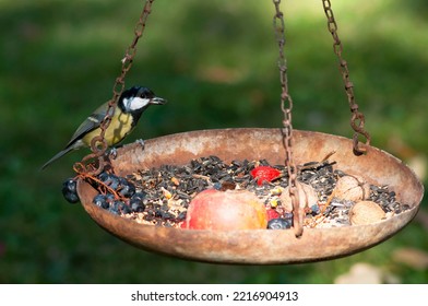 Amazing Great Tit Eating Sunflower Seed From The Garden Bird Feeder. Its Autumn, October In Europe. Seed In The Beak. Song Bird. 