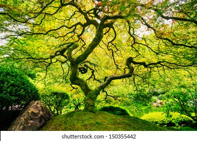 Amazing Green Japanese Maple Tree, Nature Garden