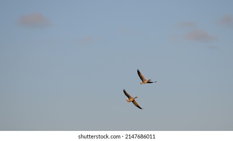 Amazing Greylag Goose Anser Anser Is A Water Bird Of The Order Anseriformes. In Flight At Sunrise.