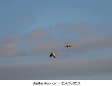 Amazing Greylag Goose Anser Anser Is A Water Bird Of The Order Anseriformes. In Flight At Sunrise.