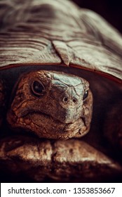 Amazing Hermann's tortoise - Shutterstock ID 1353853667