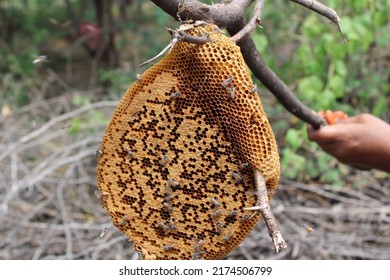 Amazing Honey Bee Nest With Bee