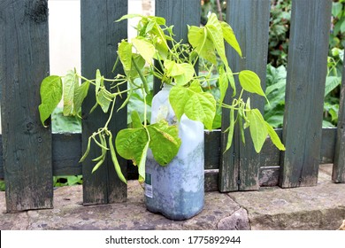 It Is Amazing How Easy It Is To Grow Green Beans From Seed, With A Small Amount Of Compost Placed Inside A Recycled Plastic Milk Carton.