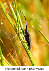 Amazing insect sitting in the grass - Shutterstock ID 1096493216