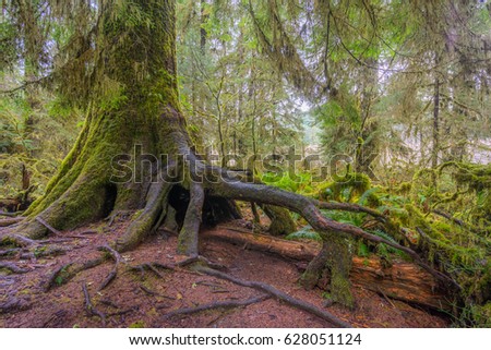 Amazing interlacing of the roots of large trees. Many trees and mosses grow from and over the fallen tree trunks. Hoh Rain Forest, Olympic National Park, Washington state, USA