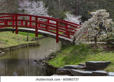 Amazing Japanese Garden Scene At Duke Gardens In Durham, NC.  The Cherry Blossoms Are In Bloom. 