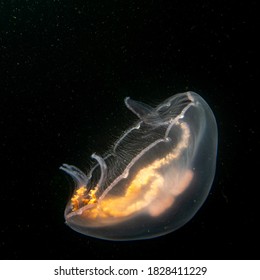 855 Fire jellyfish Images, Stock Photos & Vectors | Shutterstock