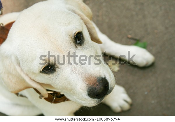 how to walk a labrador puppy